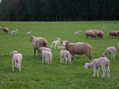 Bild 4 aus  Hofgut Unterbach