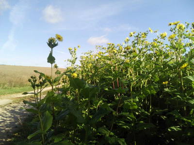 Bild 10 aus  Ferienwohnung Göhl