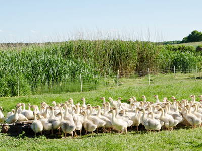 Bild 15 aus  Dreiseithof Schmadebeck