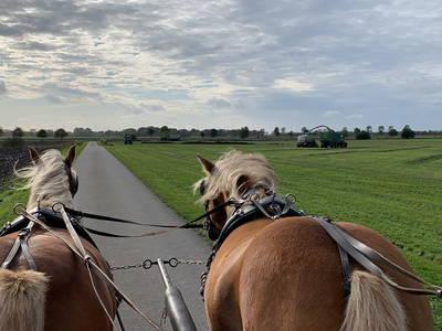 Bild 11 aus  Hof Thomsen