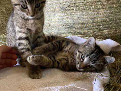 Bild 26 aus  Dürrenhof