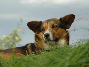 Bild 12 aus  Ferienhof Löw