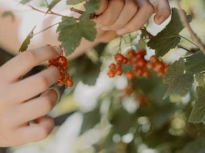 Johannisbeeren für Marmelade