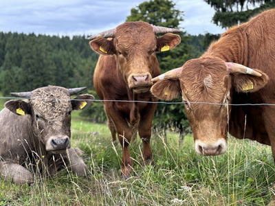 Bild 26 aus  Sunmattehof