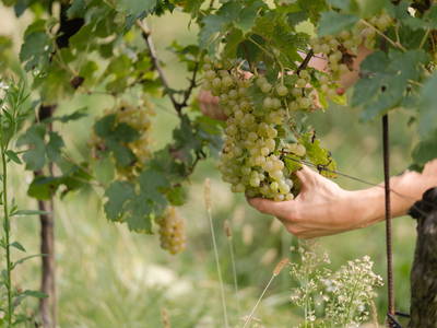 Bild 8 aus  Monschein Weingut Straden