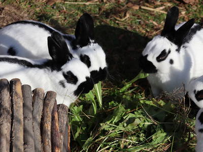Bild 12 aus  Erlebnisbauernhof Achatz