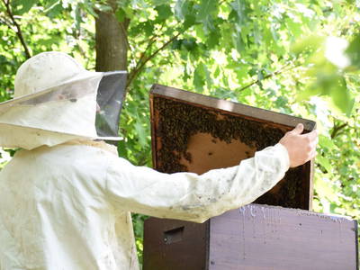Bild 23 aus  Vogtbenedikthof im Schwarzwald