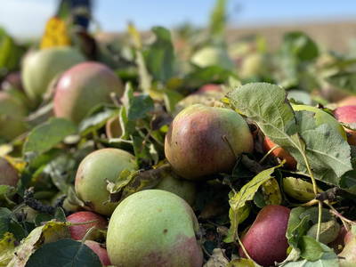 Bild 25 aus  Hanauerhof