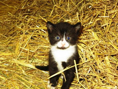 Unser Frühjahrskätzchen