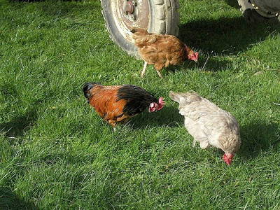 Bild 19 aus  Mayerhof- der Ferienbauernhof mit dem Pool, den Pferden u. d. tollen Spielplatz