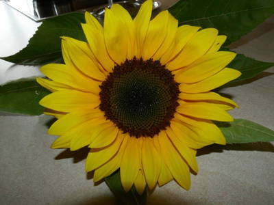 Bild 28 aus  Allgäu Bergferienhof