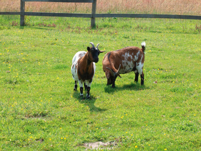 Bild 12 aus  Meyerhof