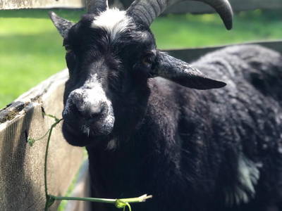 Bild 13 aus  Ferienhof Karin Schwarz