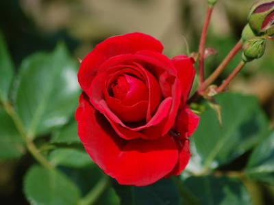 Unser Bauerngarten als Blütenvielfalt