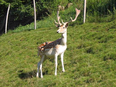 Bild 15 aus  Schillingerhof