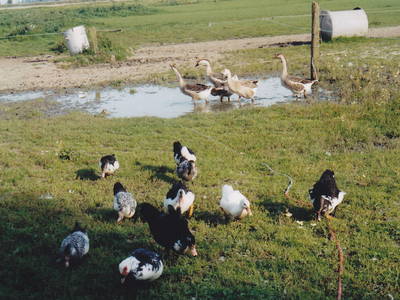 Bild 7 aus  Ferienhof Dirks - Entspannen an der Nordsee