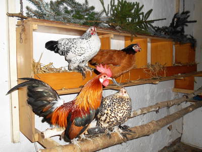 Bild 21 aus  Ferienbauernhof    "Pension Landhof "