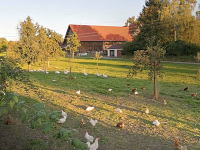 Bild 9 aus  Ferienhof Kornmayer - Nat(UR)laub zwischen Allgäu und Bodensee