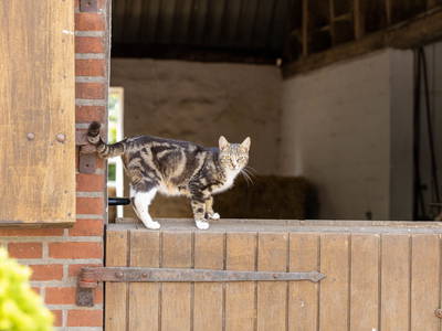 Bild 12 aus  Ferienhof Schmeling