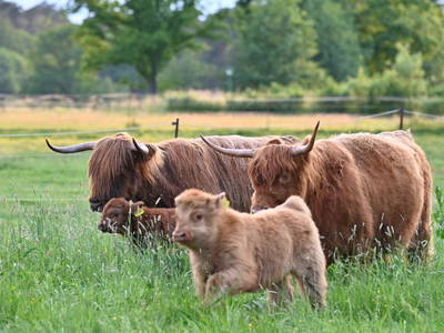 Bild 5 aus  Reiterhof Losse
