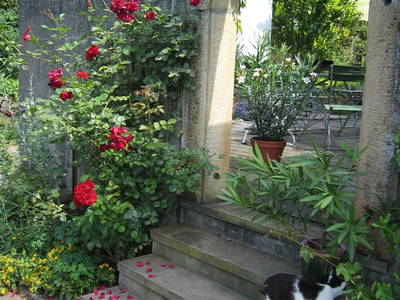 unsere Katze schnuppert auch gerne in unserem Garten