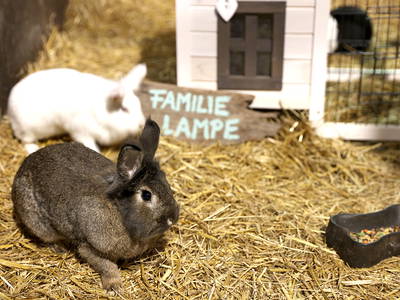 Bild 15 aus  Hofbude Fehmarn