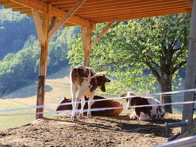 Rinder auf der Sommerweide
