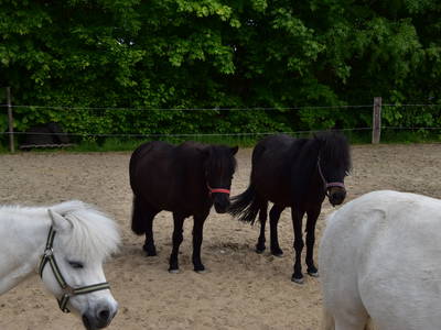 Bild 26 aus  Ferienhof Rickerts