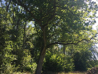 Bild 18 aus  Dreiseithof Schmadebeck