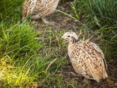 Bild 24 aus  Untersüßgut & Almidylle