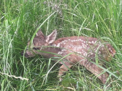 Bild 12 aus  Ferienhof Lang