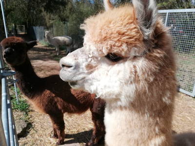 Bild 12 aus  Mainbaumhaus