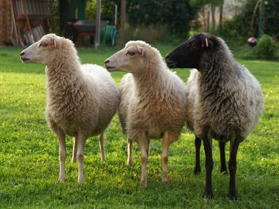 Bild 9 aus  Erlenhof im Oderbruch - Rund ums Schaf