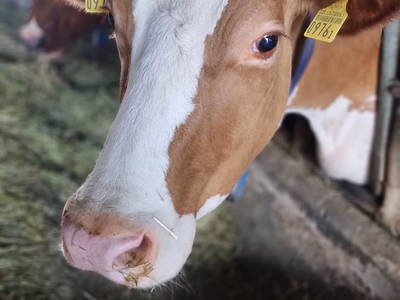 Bild 62 aus  Familien-Bauernhofurlaub im Herzen der Schweiz