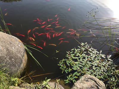 Goldfische im Dorfteich.
