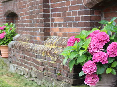 Unsere Hortensien erstrahlen in voller Blüte