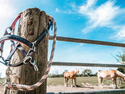 Bild 7 aus  Ferienhof Claußen