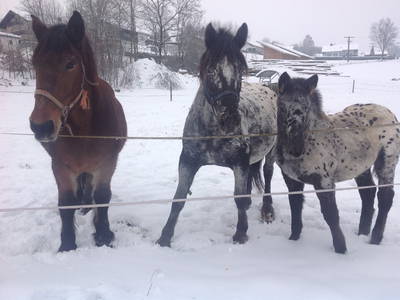 Bild 28 aus  Erlebnisbauernhof Achatz
