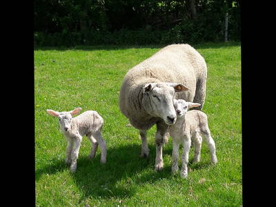 Bild 15 aus  Unsere kleine Farm