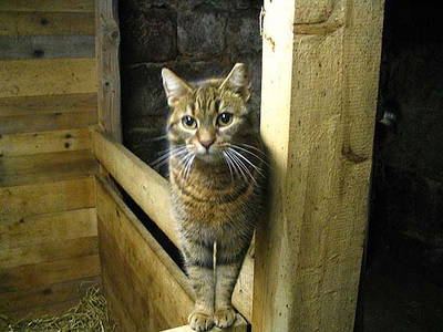 Bild 6 aus  Ferienhaus Labbronnerhof