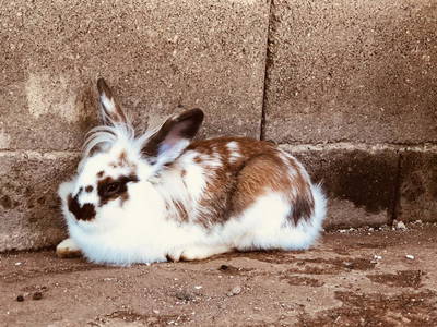 Bild 6 aus  Bauerhofurlaub zwischen den Touristenattraktionen Gardasee, Verona und Mantua