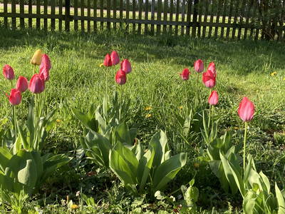 Bild 8 aus  Hollerhof-Oderbruch