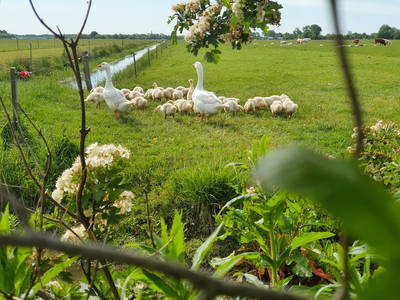Bild 15 aus  Ferienhof   Witte Haubarg                -  2025 Beliebtester Ferienhof für Familienurlaub