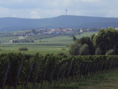 Wanderparadies zwischen Weinbergen und Pfälzer Wald