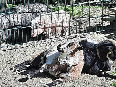 Ninchen & Bernhard chillen in der Sonne. Lotte & Rosalie sind im Gehege dahinter