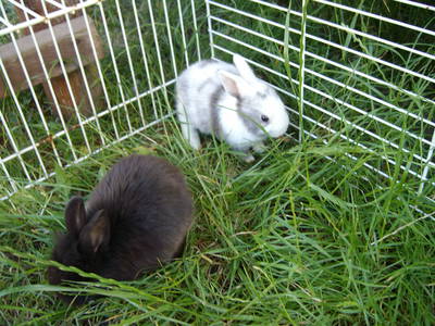 Bild 4 aus  Familienferienhof M. & M. Leubner