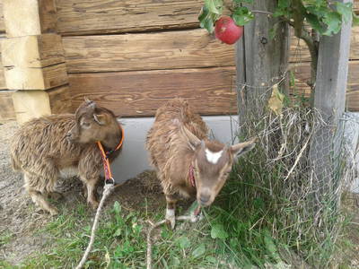 unsere Zwergziegen