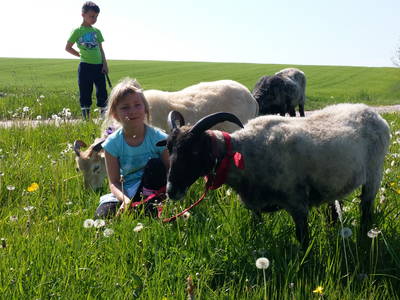 Bild 8 aus  Ferienhof Neudeck