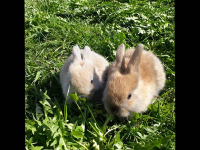 Bild 7 aus  Lechnerhof