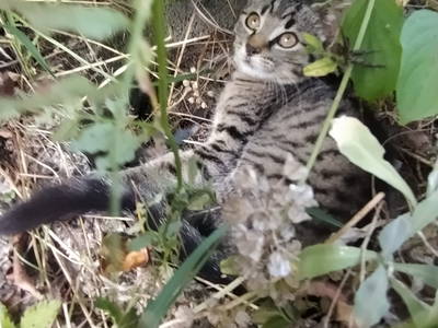 Ha... ! Entdeckt! Schnuffi beim Relaxen im Blumenbeet!